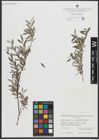 Foto von Salix repens L. x Salix rosmarinifolia L.